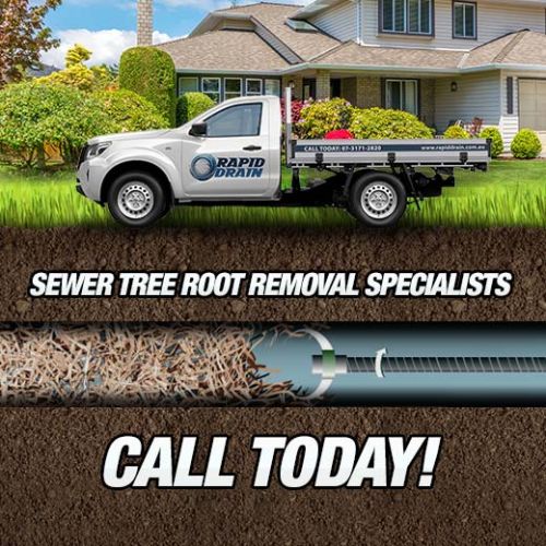Sewer Tree Root Removal Specialists In Alderley